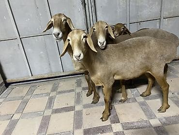 Продам с/х животных: Продаю | Овца (самка) | Гиссарская, Арашан — 7