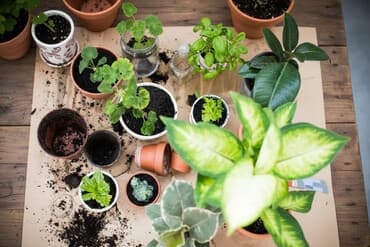 уход за садом: Фитоняна для ваших растений! Помогу: пересадить, полить, обработать — 1