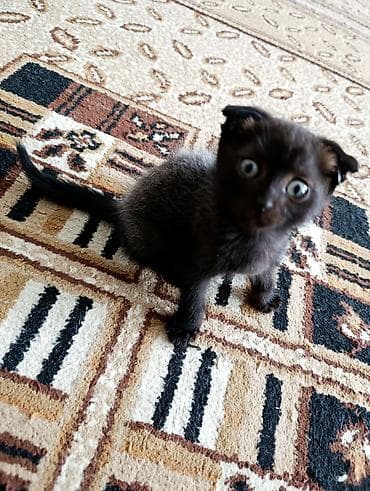Животные: Отдам в добрые руки. Котята, домашние, игривые и любознательные. - — 1