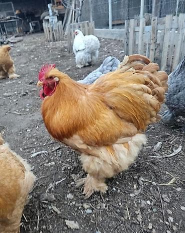 чон айгыр: Продам петухов палевых кохинхинов (кохов) 9месяцев, яйцо привозное — 3