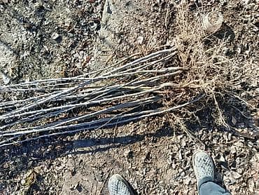 Эмерек: Көчөттөр дарактардын: Мажрүм талдар — 1