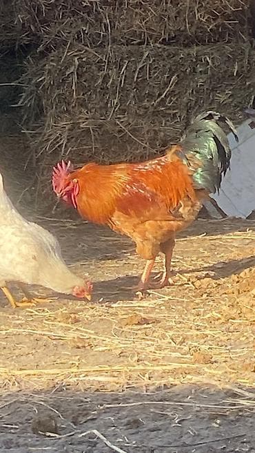 кормушки для бройлеров: Продаю | Петух | Несушки — 1