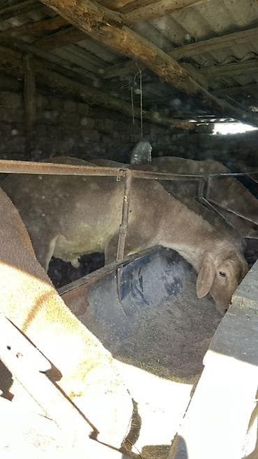 стришка барана: Продаю | Овца (самка) | На забой — 2