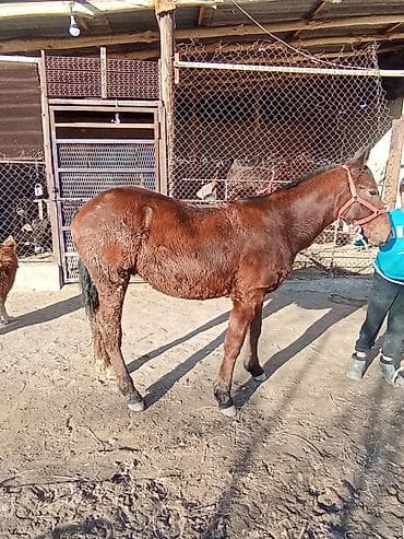 шотландская кошка бишкек: Продаю | Конь (самец) | Полукровка | Конный спорт | Племенные — 4