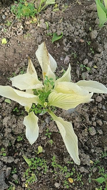 гулдор роза: В наличии много разной хосты, спрашивайте. есть подешевле — 7