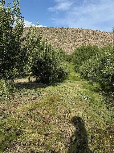 Плодовый сад/участок с насаждениями с. Бостери Площадь = 2 гектара