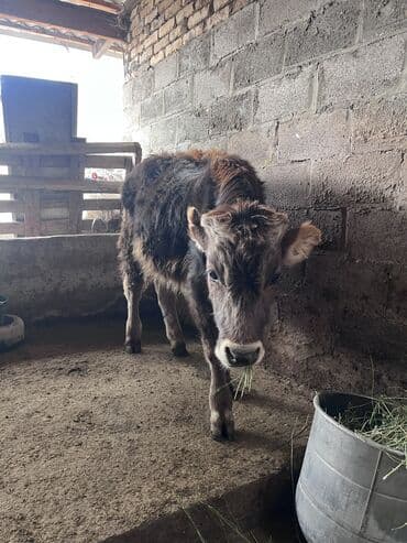 корм для каров: Продаю | Бык (самец) | На откорм — 5