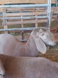 дом для животных: Кочкоры Арашаны линия Широкого разрез хвоста есть 5 месец по матери — 21