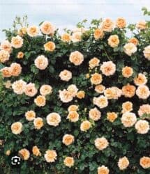 декоративные растения: Саженцы цветка: Розы, Платная доставка — 13