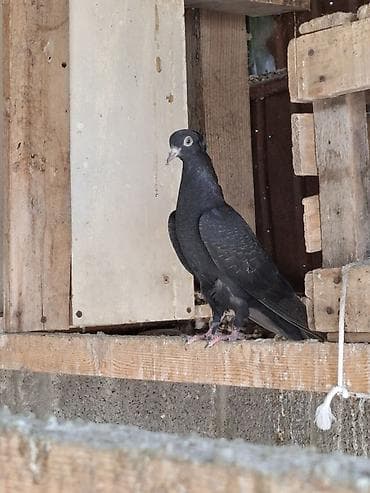 брама изабель: Голуби домашние, декоративно-летные породы, разного окраса. Описание — 2