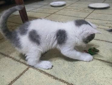 scottish fold: Бело-пепельный шерсть как у плюшевого медвежонка, у второго шерсть — 2
