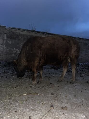 шотландская кошка черная: Продаю | Бык (самец) | Ангус, Герефорд | На забой, Для разведения | Племенные — 6