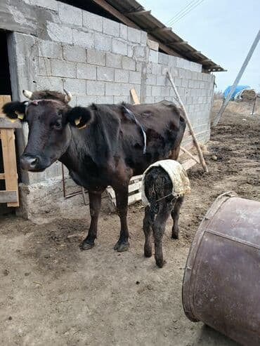 шарик для хомяка: Продаю | Корова (самка) | Для разведения | Привязанные — 4