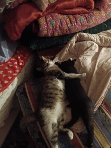 шотландские вислоухие котята в бишкеке: Беспородная, 5 месяцев, Девочка, Белый, Кастрирована, Приучена к лотку, Проглистована — 12