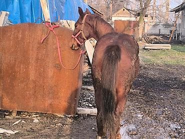 кой обмен: Продаю | Жеребенок | Для разведения | Племенные — 4