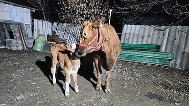 ат байтал: Продаю | Корова (самка) | Для разведения | Привязанные — 2