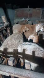 Продаю | Баран (самец) | Арашан, Гиссарская | Для разведения | Племенные, Осеменитель