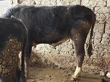 жыргый телка быки: Продаю | Бык (самец) — 2