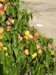 продажи домов в токмока: Үй, 511 кв. м, 15 бөлмө, Менчик ээси — 10