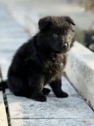 собака для вязки: Немецкая овчарка, 2 месяца, Самец, С прививкой, С родословной — 9