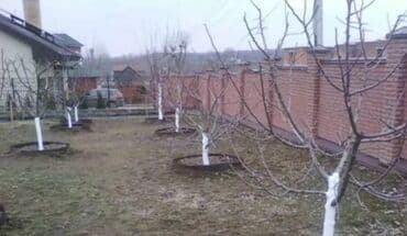 мини леса: Обрезка Плодовых 
Обрезка Хвойных
Делаем Качественно
+Обработка — 4