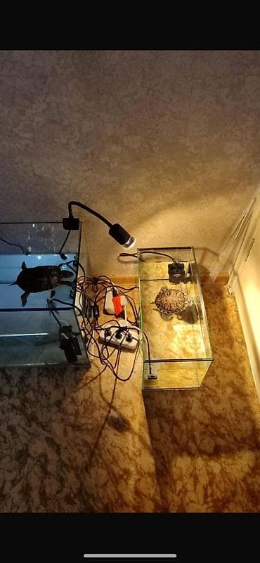 малёк форель: Продаются красноухие черепахи 🐢 Есть девочка и мальчик, можно — 3