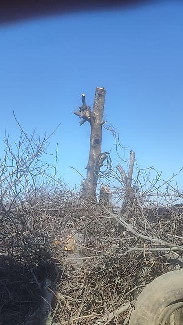 seven days: Спил деревьеПрофессиональные высотные работы по деревьям удаление — 3