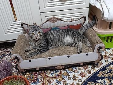 кот кошка: Кошка породы типа «русская голубая» (серо‑графитовая шёрстка — 8