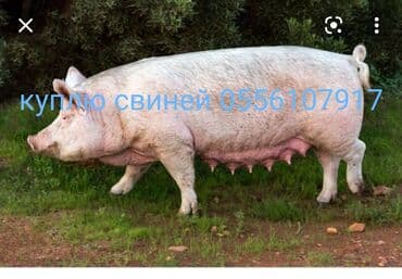 продажа щенков немецкой овчарки с документами в бишкеке: Куплю | Свиньи | На забой, на мясо, Круглосуточно, Самовывоз — 1