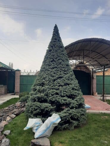 Стрижка Туи, Ёлокобрезка кустов Посев газона под ключ Ландшафтный