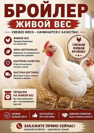 кыргыз и собака: 🐔 Свежий бройлер в продаже! Предлагаем свежего домашнего бройлера — 1