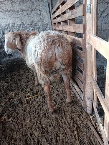 номер приюта для животных бишкек: Продаю | Овца (самка) | Для разведения | Матка — 3