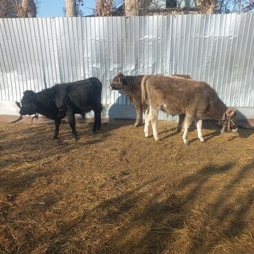 тайган собака цена бишкек: Продаю | Музоо, торпок | На откорм | Привязанные — 1