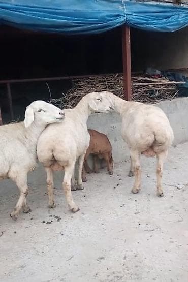 кара мал: Сатам | Ургаачы кой (ургаачы) | Көбөйтүү үчүн | Асыл тукумдуу — 1