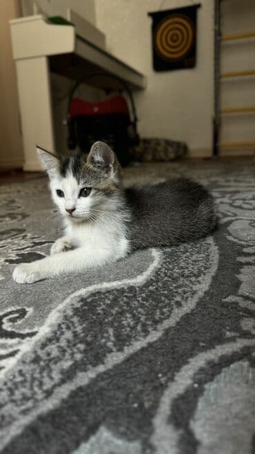 бенгальская кошка домашняя: Беспородная, 2 месяца, Девочка, Биколор — 1