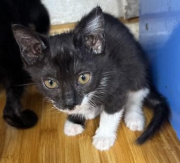 Кошки: Отдам котят и кота в хорошие руки!!!!! 

Звонить и писать по номеру — 2