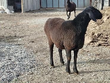 Продаю | Овца (самка) | Для разведения