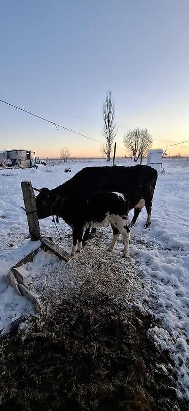 Продаю | Корова (самка) | Полукровка | Для молока | Привязанные