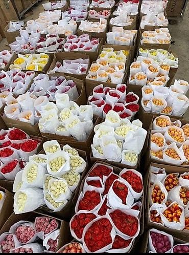 тулпан оптом: Скоро 8 Марта ОГРАНИЧЕННОЕ КОЛИЧЕСТВО ВСЕ СКУПАЮТ Тюльпаны оптом - — 1