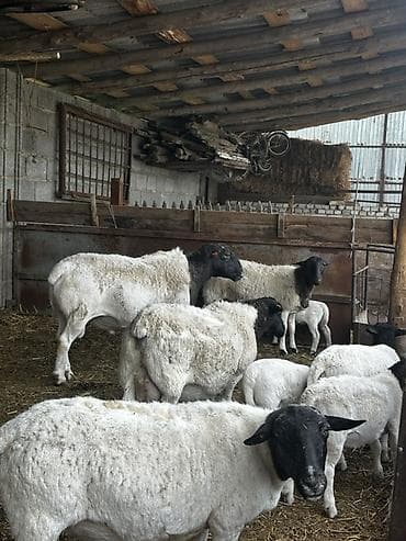 дорпер кой: Продаю | Овца (самка) | Для разведения | Матка — 2