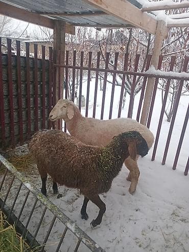 Продаю | Овца (самка) | Для разведения