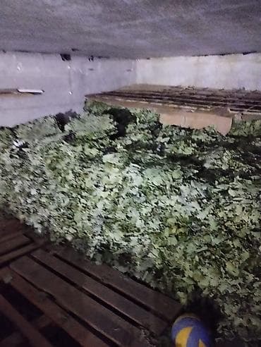 Хозтовары: Веники для бани из дуба - Классические дубовые веники, сформированные — 7