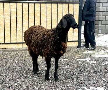 продаю барана: Продаю | Овца (самка), Ягненок, Баран (самец) | Гиссарская, Арашан | Для разведения | Котные, Матка, Ярка — 3