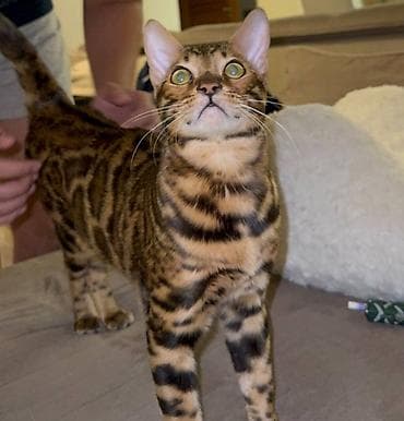 лысые котята: Г. Бишкек Наш чистокровный бенгал, Лео готов к вязке молод и полон — 2