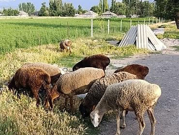 Үй жаныбарлары: Сатам | Ургаачы кой (ургаачы) | Союуга, Көбөйтүү үчүн | Ургаачы — 2
