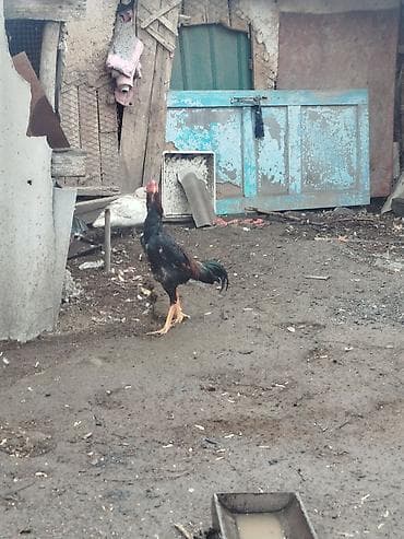 Аквариумдар: Сатам | Короздор | Тебиштирүүчү | Көбөйтүү үчүн — 9