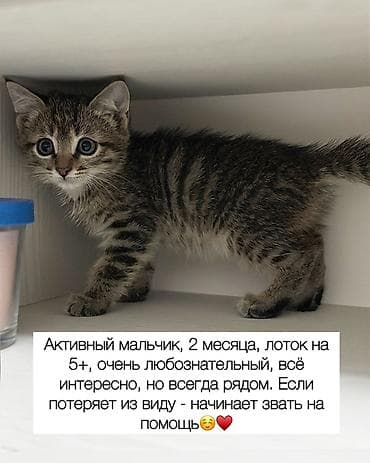 куда отдать кошку бишкек: Котята, 2 месяца. - Все приучены к лотку на 5+ - Проглистованы — 5