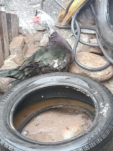 Индюки: Мускусная утка (индоутка), окраска черно-зелёная с белыми — 2