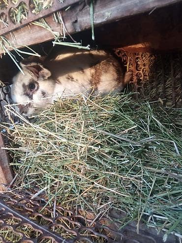 Үй жаныбарлары: Сатам | Ургаачы коен — 2