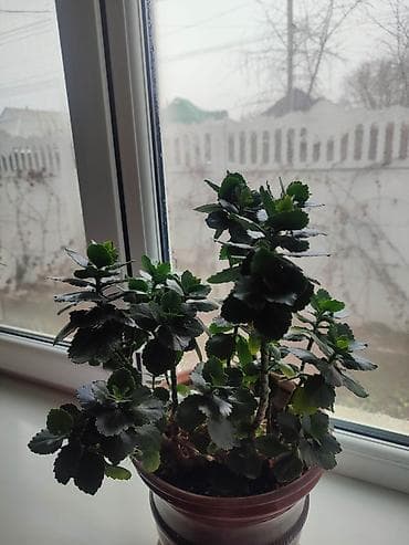 дом цветы: Комнатные растения в горшках 1) Спатифиллум (женское счастье) - — 2